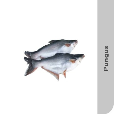 Starfresh Fresh Water Pungus Whole Round Cut Gross 1Kg Net 800G