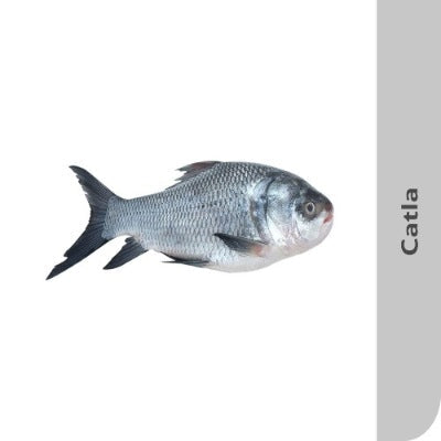 Starfresh Fresh Water Catla Whole (Bengali Curry Cut) About 1.2 Kg To 2 Kg