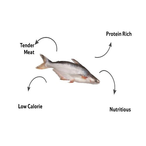 Starfresh Fresh Water Pungus Whole Round Cut Gross 1Kg Net 800G