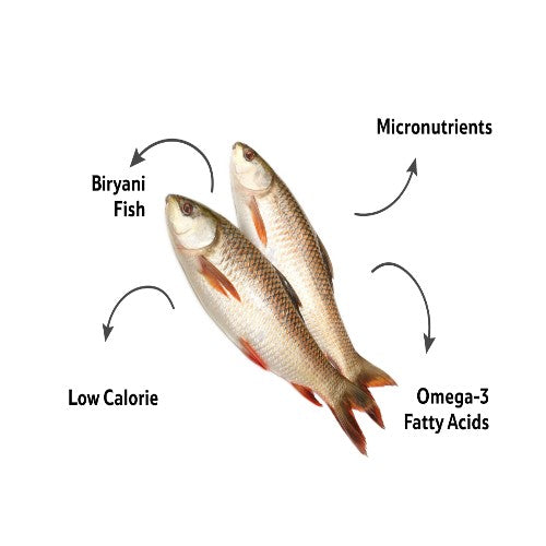 Starfresh Fresh Water Rohu (Round Cut) About 1 Kg To 1.5 Kg
