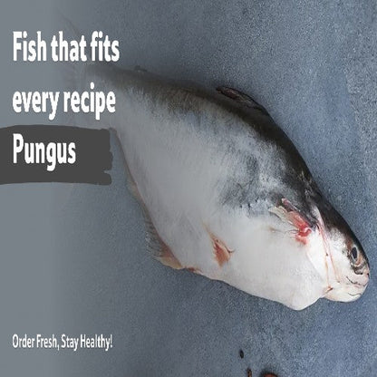 Starfresh Fresh Water Pungus Whole Round Cut Gross 1Kg Net 800G