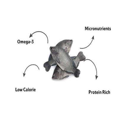Starfresh Fresh Water Tilapia Fillet Cut Gross 600 Gm, Fillet 250 Gm