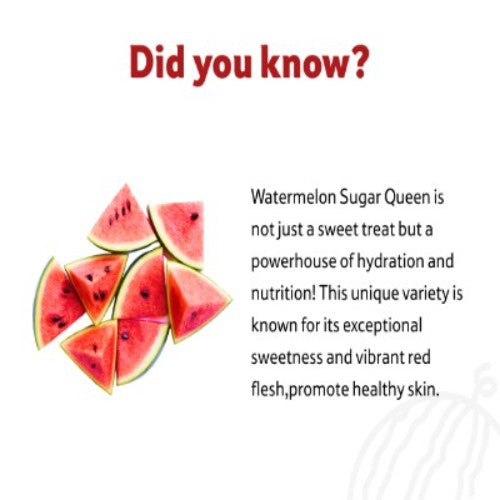 Starfresh Watermelon Sugar Queen About 1.5 To 2.5 Kg